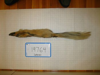 Media type: image;   Mammalogy 19764